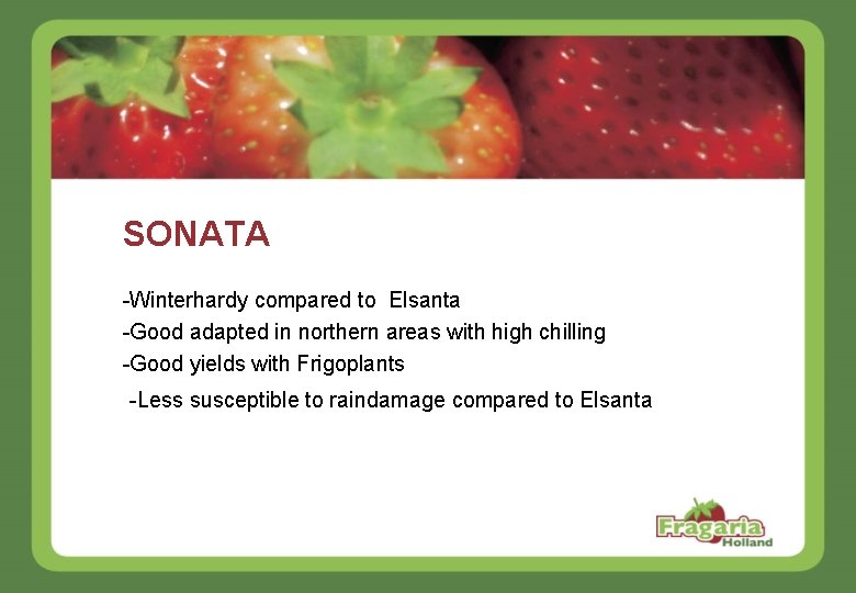SONATA -Winterhardy compared to Elsanta -Good adapted in northern areas with high chilling -Good