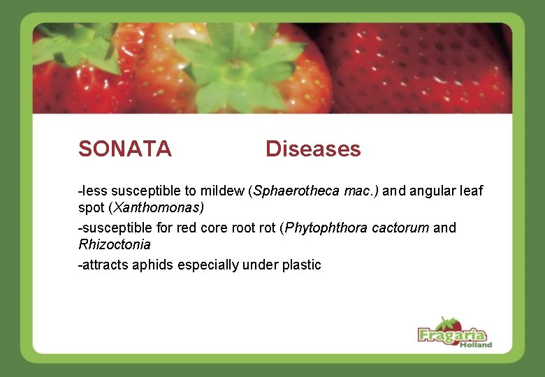 SONATA Diseases -less susceptible to mildew (Sphaerotheca mac. ) and angular leaf spot (Xanthomonas)
