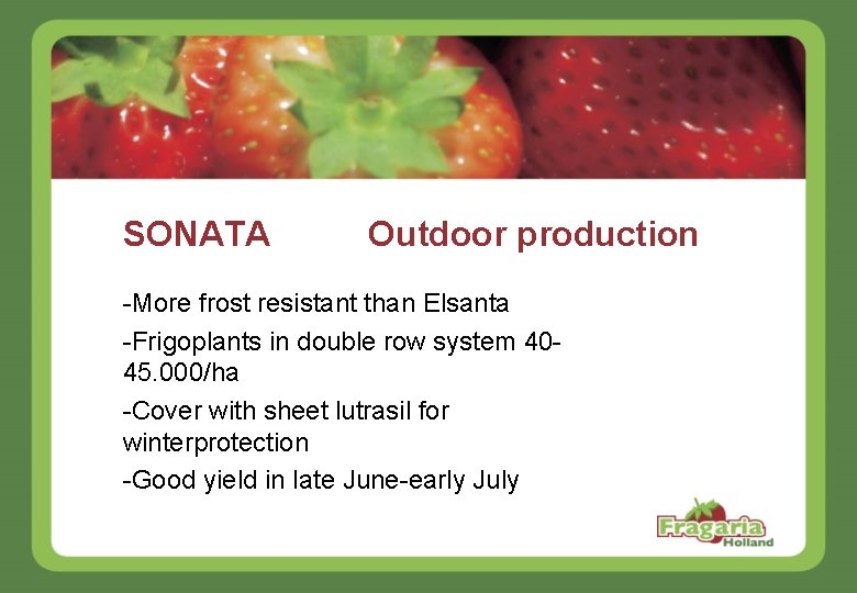 SONATA Outdoor production -More frost resistant than Elsanta -Frigoplants in double row system 4045.