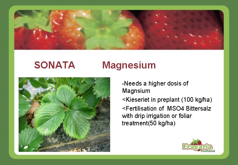 SONATA Magnesium -Needs a higher dosis of Magnsium <Kieseriet in preplant (100 kg/ha) <Fertilisation