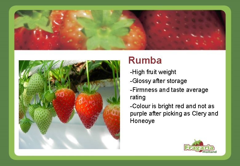 Rumba -High fruit weight -Glossy after storage -Firmness and taste average rating -Colour is