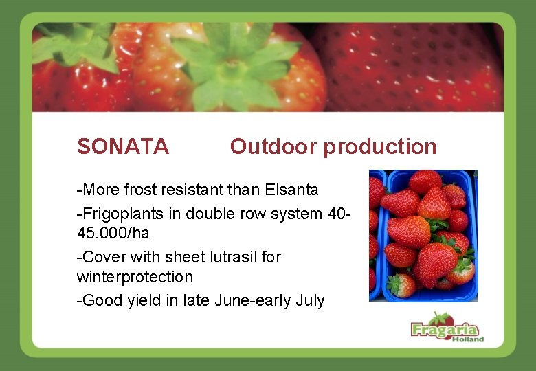 SONATA Outdoor production -More frost resistant than Elsanta -Frigoplants in double row system 4045.