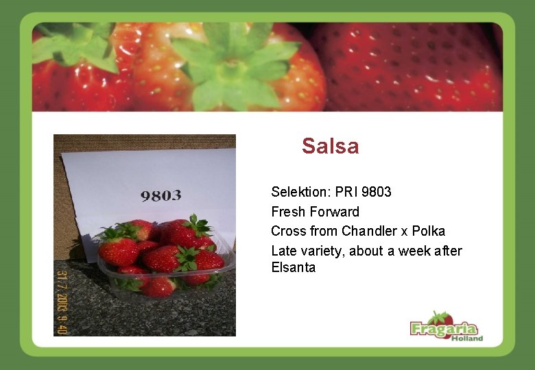 Salsa Selektion: PRI 9803 Fresh Forward Cross from Chandler x Polka Late variety, about