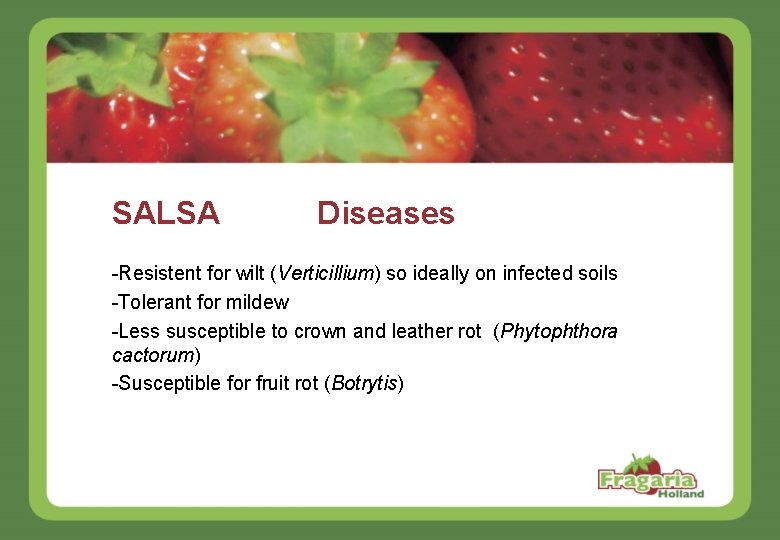 SALSA Diseases -Resistent for wilt (Verticillium) so ideally on infected soils -Tolerant for mildew