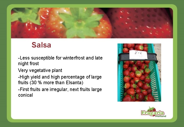 Salsa -Less susceptible for winterfrost and late night frost Very vegetative plant -High yield