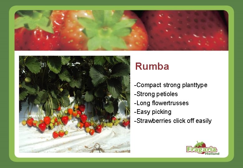 Rumba -Compact strong planttype -Strong petioles -Long flowertrusses -Easy picking -Strawberries click off easily