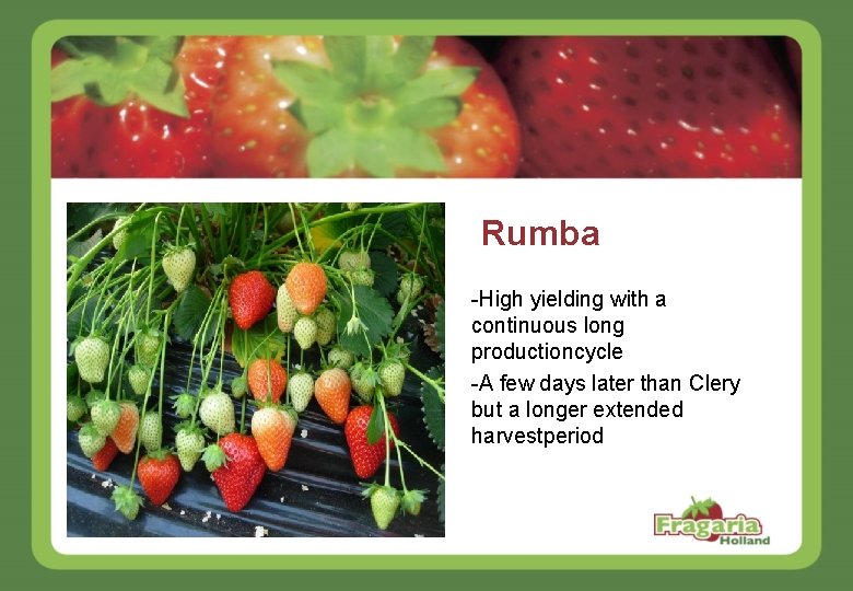 Rumba -High yielding with a continuous long productioncycle -A few days later than Clery