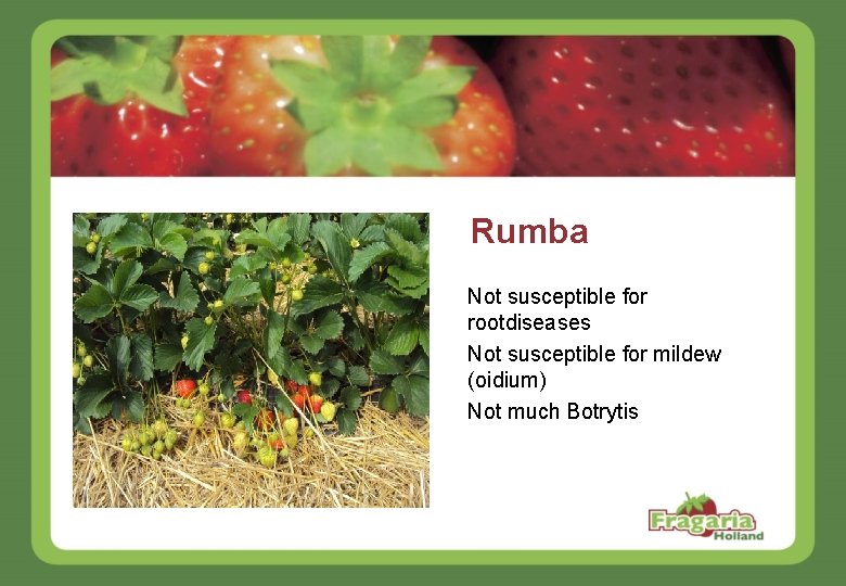 Rumba Not susceptible for rootdiseases Not susceptible for mildew (oidium) Not much Botrytis 