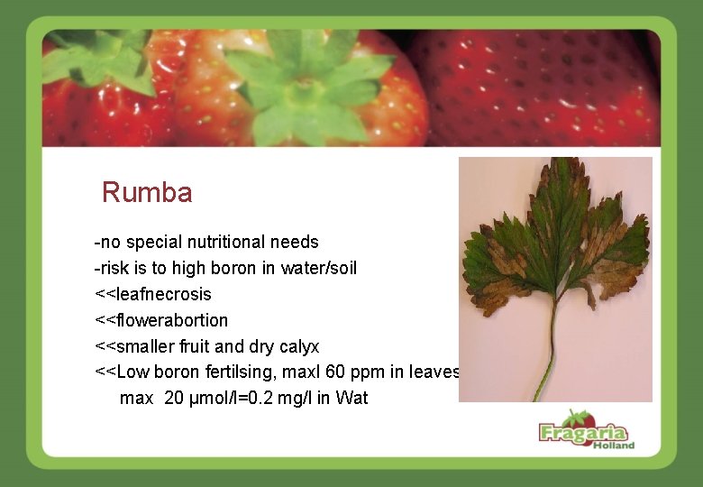 Rumba -no special nutritional needs -risk is to high boron in water/soil <<leafnecrosis <<flowerabortion