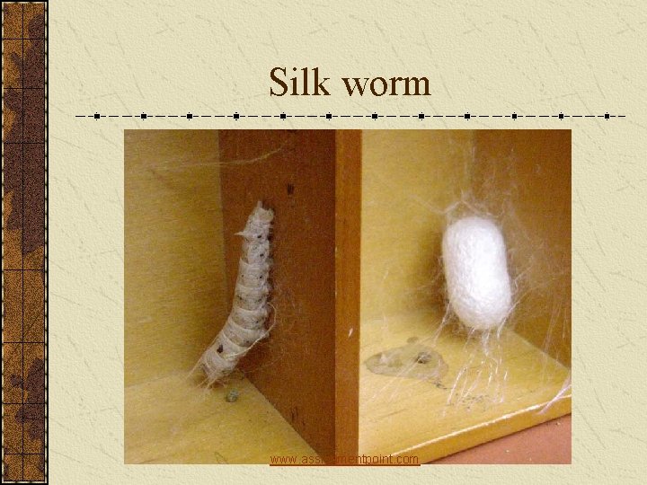 Silk worm www. assignmentpoint. com 