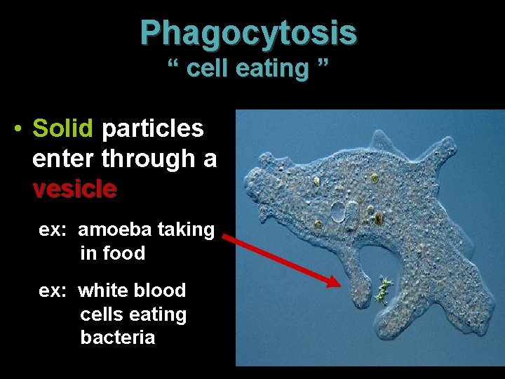 Phagocytosis “ cell eating ” • Solid particles enter through a vesicle ex: amoeba