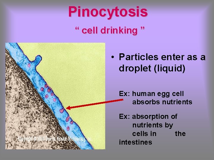 Pinocytosis “ cell drinking ” • Particles enter as a droplet (liquid) Ex: human
