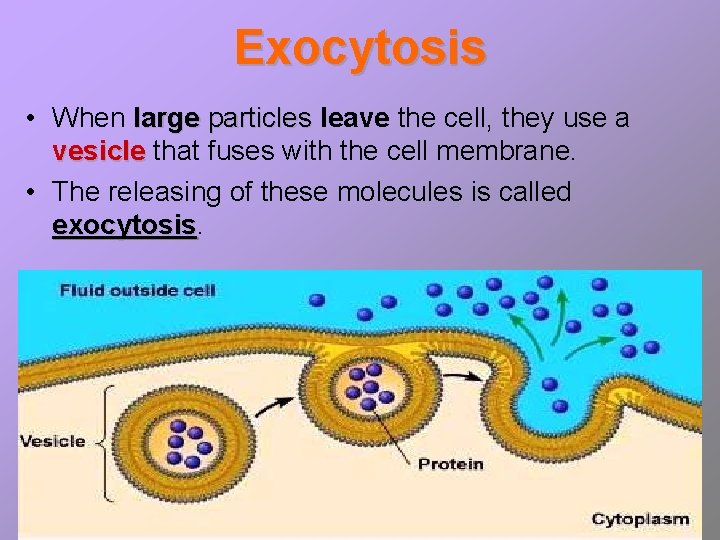 Exocytosis • When large particles leave the cell, they use a vesicle that fuses