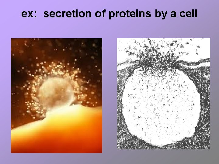 ex: secretion of proteins by a cell 