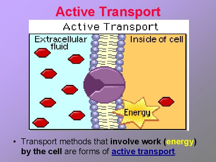 Active Transport • Transport methods that involve work (energy) by the cell are forms
