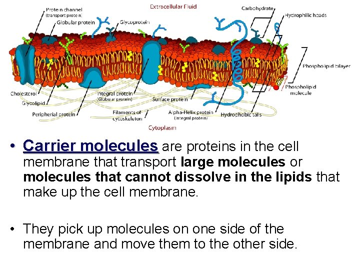  • Carrier molecules are proteins in the cell membrane that transport large molecules