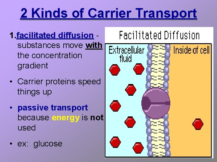 2 Kinds of Carrier Transport 1. facilitated diffusion substances move with the concentration gradient