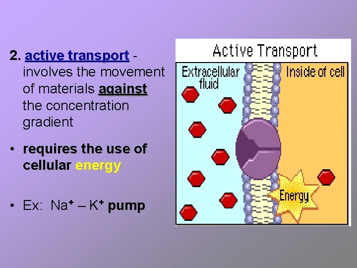 2. active transport involves the movement of materials against the concentration gradient • requires