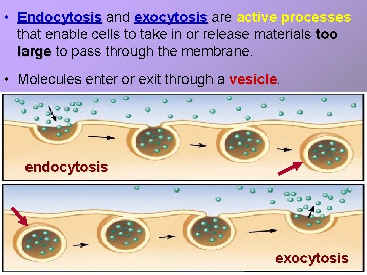  • Endocytosis and exocytosis are active processes that enable cells to take in
