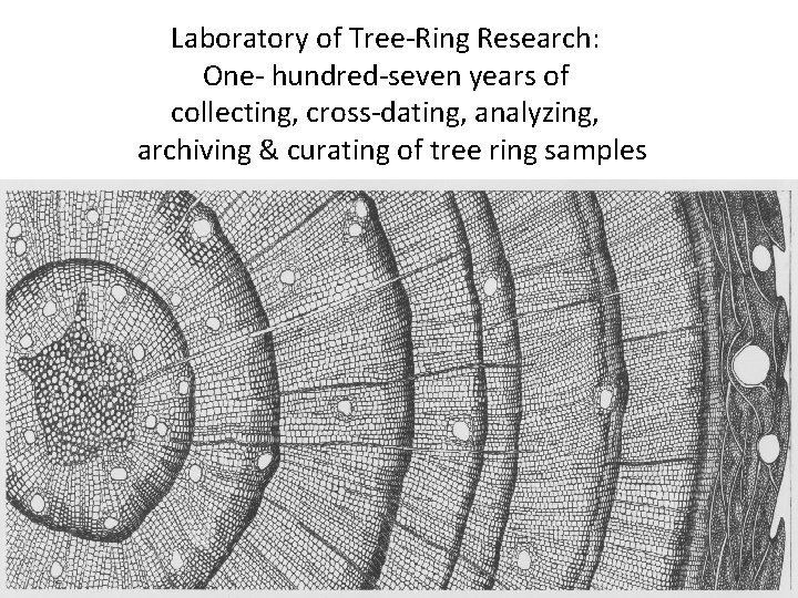 Laboratory of Tree-Ring Research: One- hundred-seven years of collecting, cross-dating, analyzing, archiving & curating