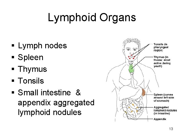 Lymphoid Organs § § § Lymph nodes Spleen Thymus Tonsils Small intestine & appendix