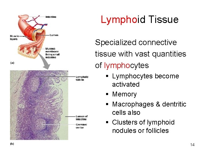 Lymphoid Tissue Specialized connective tissue with vast quantities of lymphocytes § Lymphocytes become activated