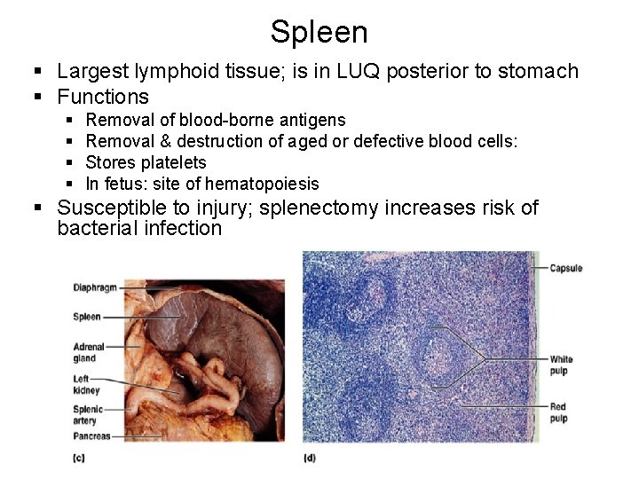 Spleen § Largest lymphoid tissue; is in LUQ posterior to stomach § Functions §