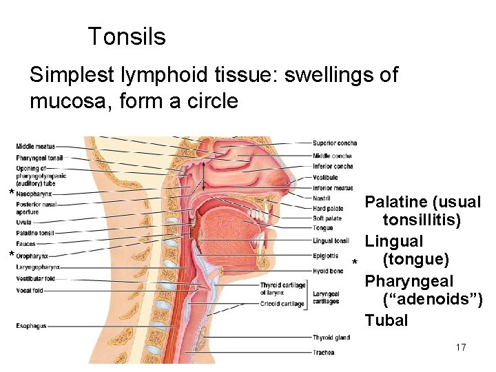 Tonsils Simplest lymphoid tissue: swellings of mucosa, form a circle * * Palatine (usual