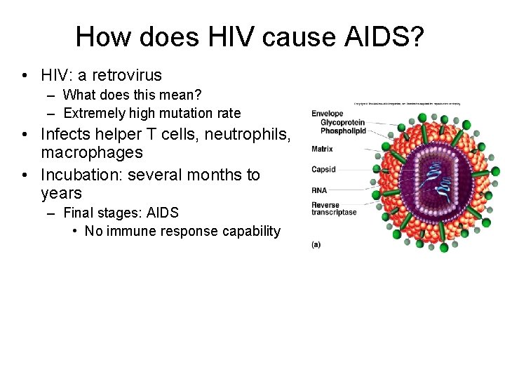 How does HIV cause AIDS? • HIV: a retrovirus – What does this mean?