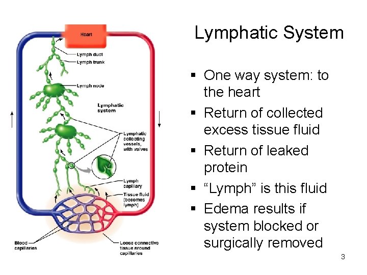 Lymphatic System § One way system: to the heart § Return of collected excess