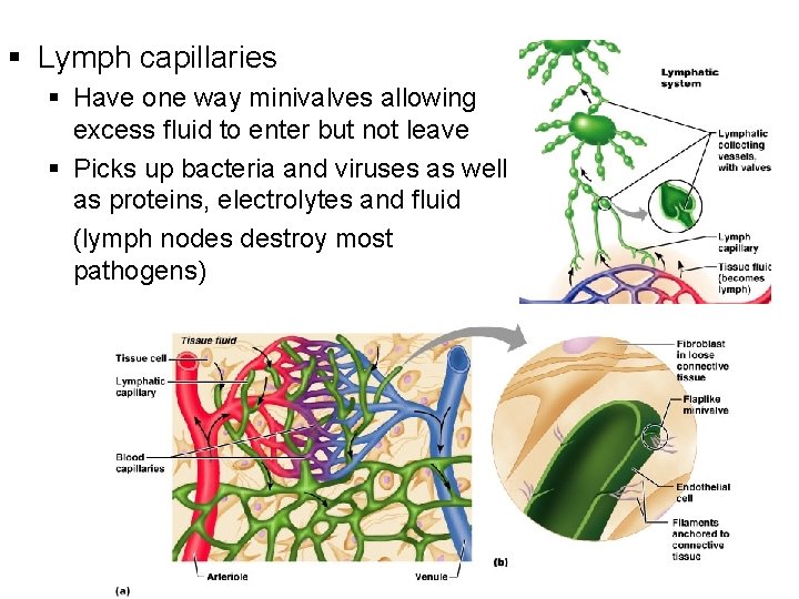 § Lymph capillaries § Have one way minivalves allowing excess fluid to enter but