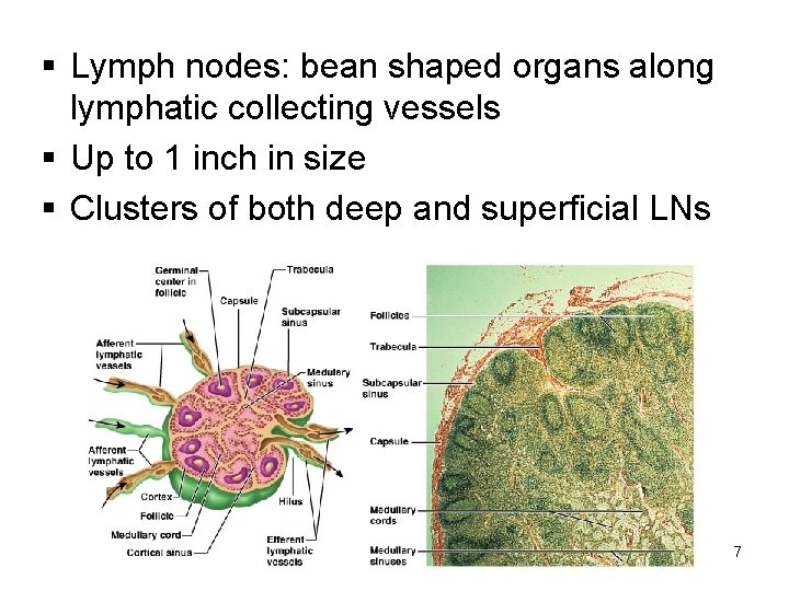 § Lymph nodes: bean shaped organs along lymphatic collecting vessels § Up to 1
