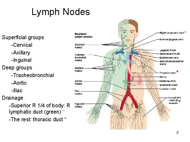 Lymph Nodes Superficial groups -Cervical -Axillary -Inguinal Deep groups -Tracheobronchial -Aortic -Iliac Drainage -Superior