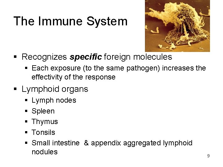 The Immune System § Recognizes specific foreign molecules § Each exposure (to the same