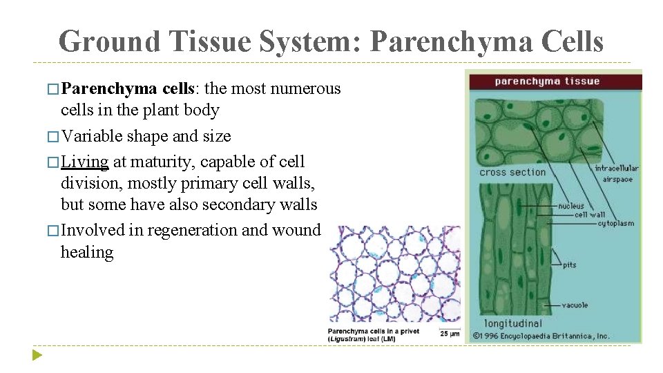 Ground Tissue System: Parenchyma Cells � Parenchyma cells: the most numerous cells in the