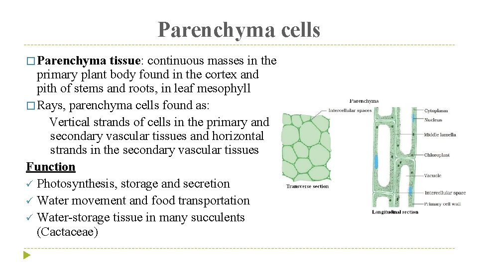 Parenchyma cells � Parenchyma tissue: continuous masses in the primary plant body found in