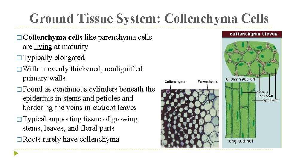 Ground Tissue System: Collenchyma Cells � Collenchyma cells like parenchyma cells are living at
