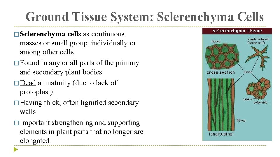 Ground Tissue System: Sclerenchyma Cells � Sclerenchyma cells as continuous masses or small group,