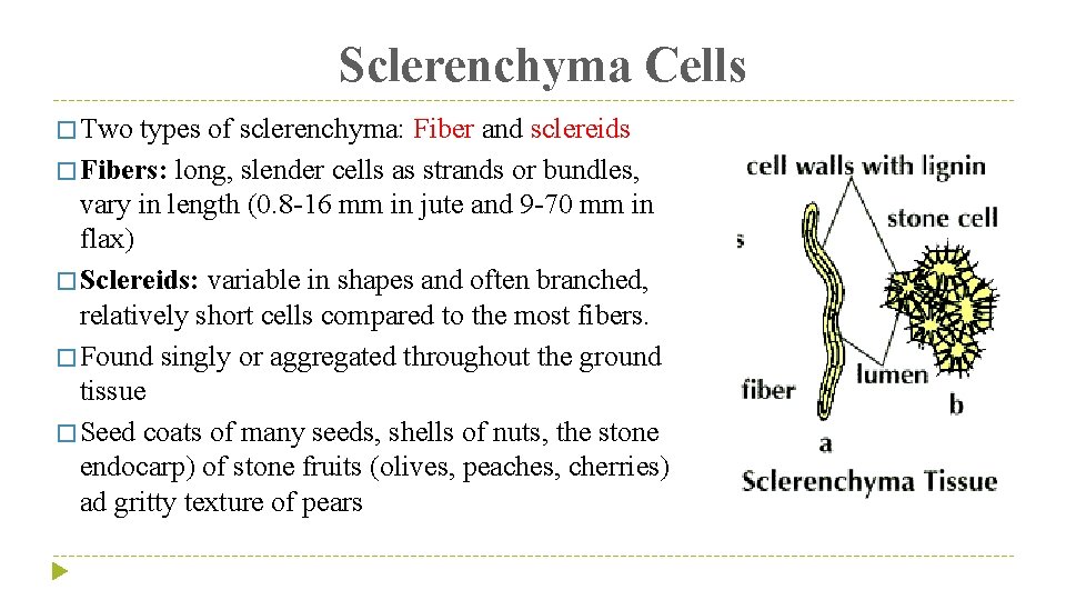 Sclerenchyma Cells � Two types of sclerenchyma: Fiber and sclereids � Fibers: long, slender