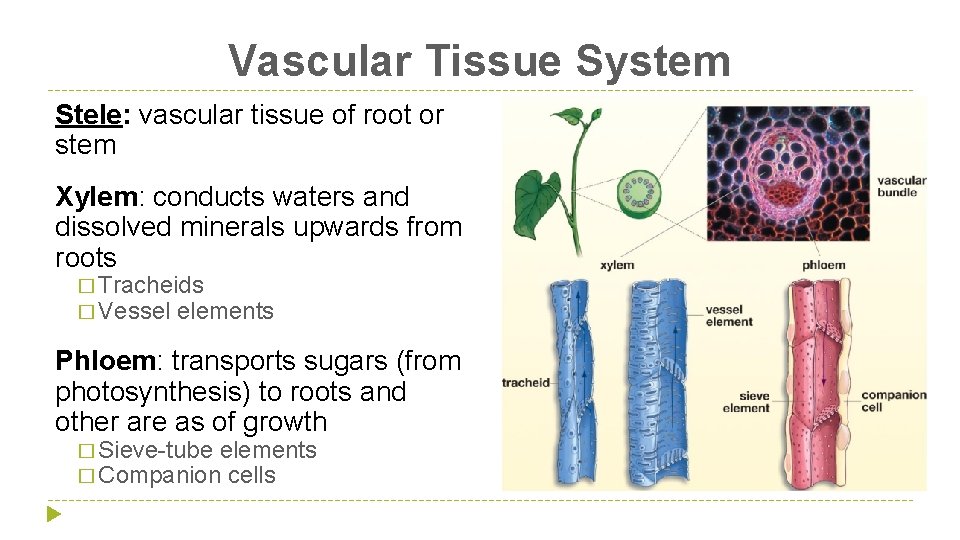 Vascular Tissue System Stele: vascular tissue of root or stem Xylem: conducts waters and