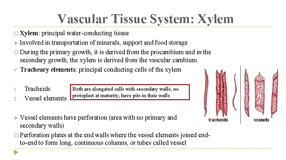 Vascular Tissue System: Xylem � Xylem: principal water-conducting tissue Ø Involved in transportation of