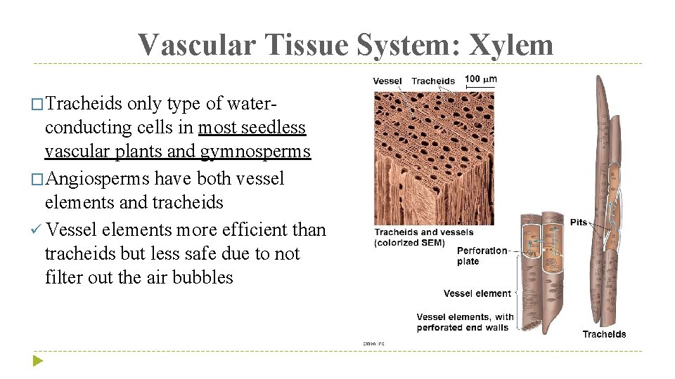 Vascular Tissue System: Xylem �Tracheids only type of waterconducting cells in most seedless vascular