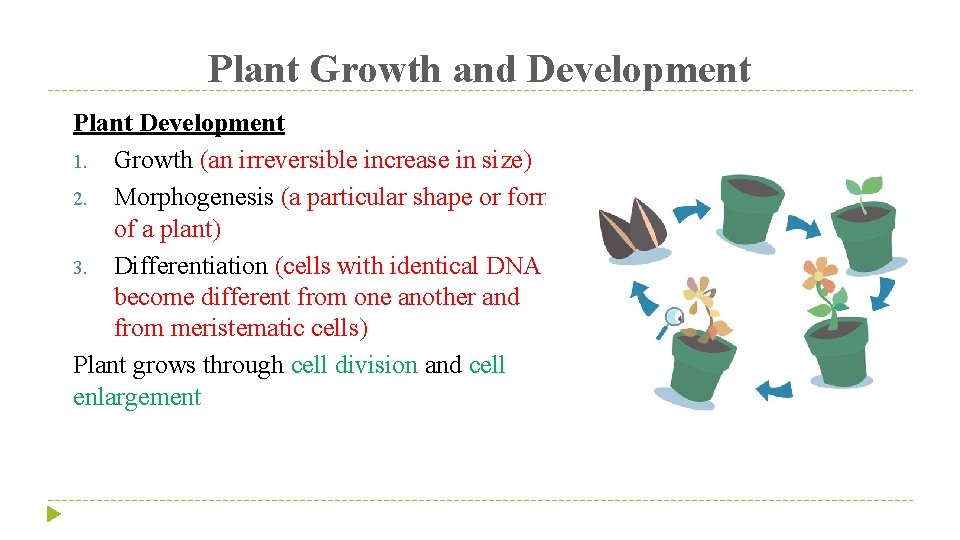 Plant Growth and Development Plant Development 1. Growth (an irreversible increase in size) 2.