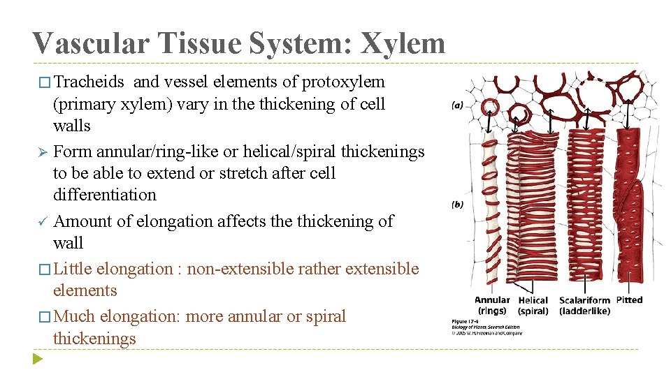 Vascular Tissue System: Xylem � Tracheids and vessel elements of protoxylem (primary xylem) vary
