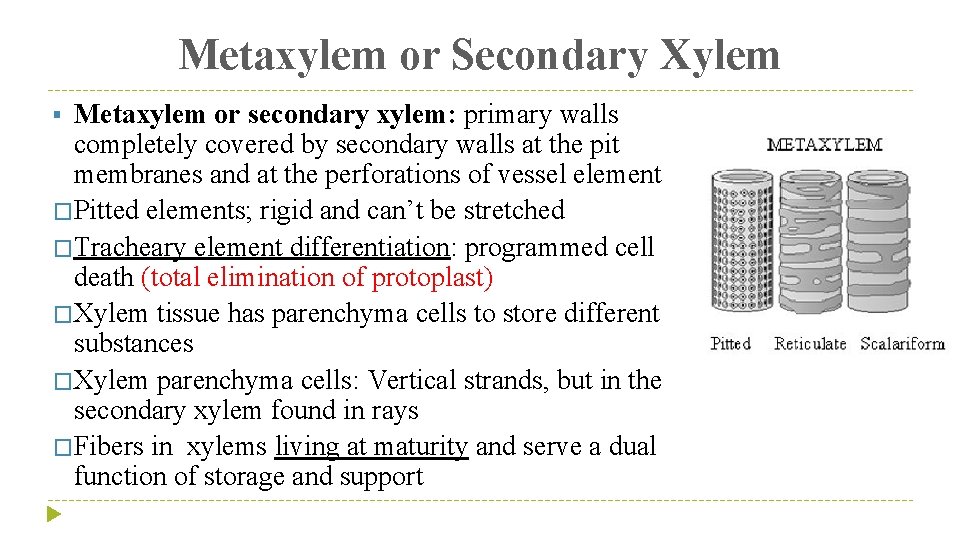 Metaxylem or Secondary Xylem Metaxylem or secondary xylem: primary walls completely covered by secondary