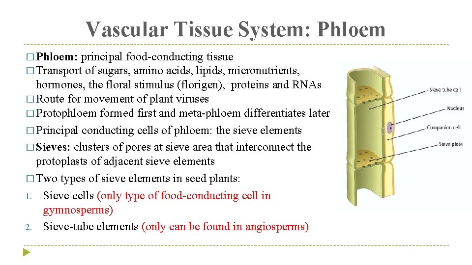 Vascular Tissue System: Phloem � Phloem: principal food-conducting tissue � Transport of sugars, amino