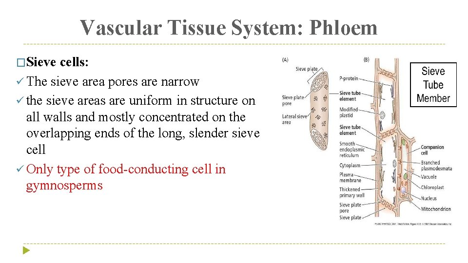 Vascular Tissue System: Phloem �Sieve cells: ü The sieve area pores are narrow ü