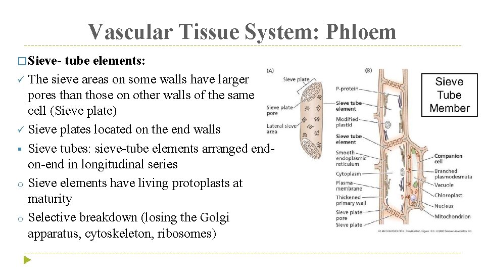Vascular Tissue System: Phloem � Sieve- tube elements: ü The sieve areas on some
