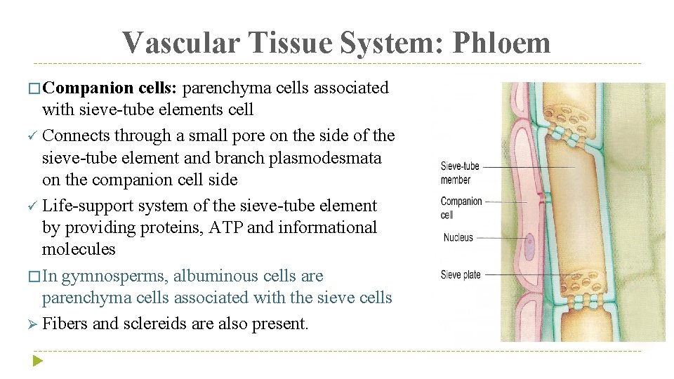 Vascular Tissue System: Phloem � Companion cells: parenchyma cells associated with sieve-tube elements cell