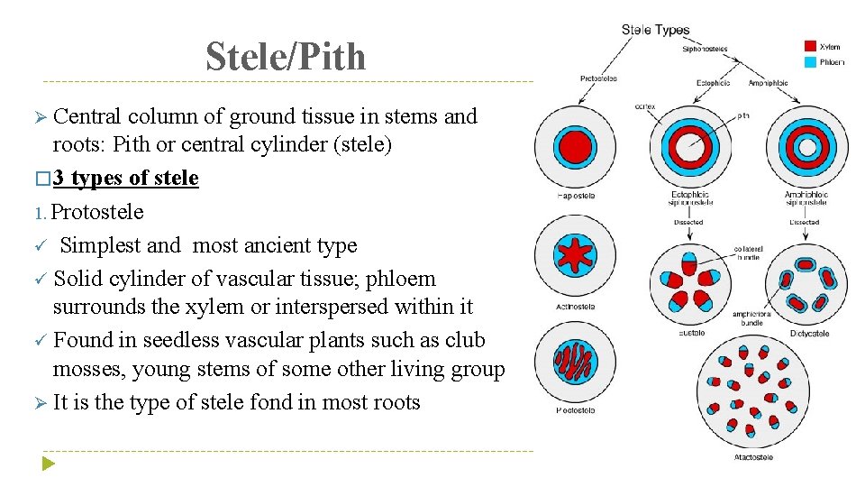 Stele/Pith Ø Central column of ground tissue in stems and roots: Pith or central